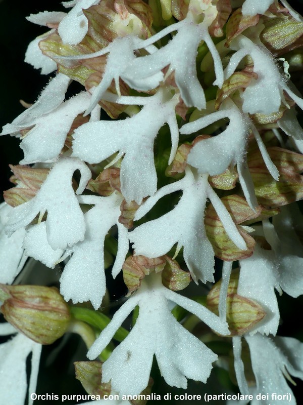 Le orchidee di Vallepietra nel Parco Naturale dei Monti Simbruini (Roma).